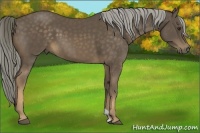 Horse Color:Chocolate Palomino 