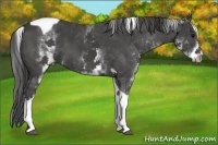 Horse Color:White Spotted Smoky Black Tobiano 
