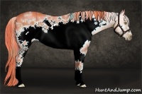 Horse Color:Watercolor Plaid  White Spotted Liver Chestnut Sabino Frame 