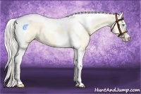 Horse Color:Cremello Dun Tobiano