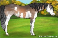 Horse Color:Bay Splash 