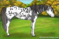 Horse Color:Black Splash Appaloosa 
