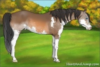 Horse Color:Bay Splash 