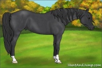 Horse Color:Blue Roan 
