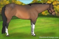 Horse Color:Buckskin Tobiano