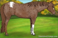 Horse Color:Chestnut Appaloosa 