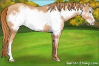 Horse Color:Gold Champagne Frame 