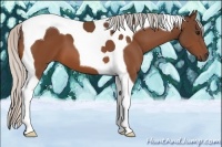 Horse Color:Silver Bay Tobiano