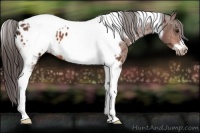 Horse Color:Bay Tobiano Frame Appaloosa