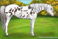 Horse Color:Liver Chestnut Tobiano Appaloosa