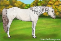 Horse Color:Brown Dun Tobiano Appaloosa 