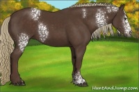 Horse Color:White Spotted Liver Chestnut 