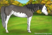 Horse Color:Smoky Black Sabino Splash 