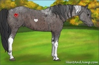 Horse Color:Bay Ice Sabino Tobiano 