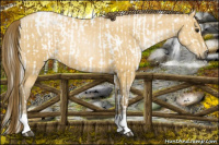 Horse Color:Gray Buckskin and Gray Buckskin Pearl