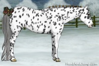 Horse Color:Black Appaloosa
