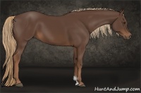 Horse Color:Liver Chestnut Sabino 