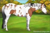 Horse Color:Bay Splash Tobiano 
