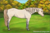 Horse Color:Buckskin Dun Appaloosa 