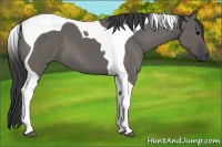 Horse Color:Grullo Tobiano