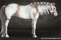 Horse Color:White Spotted Bay Appaloosa 