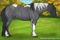 Horse Color:Blue Roan Tobiano Rabicano