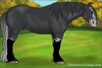 Horse Color:Black Splash