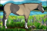 Horse Color:Grullo  and Brown Dun 