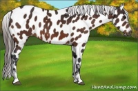 Horse Color:Bay Sabino Appaloosa