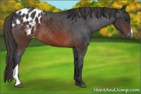 Horse Color:Brown Appaloosa
