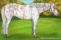 Horse Color:Silver Brown Roan and Silver Brown Appaloosa