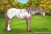 Horse Color:Chestnut Appaloosa 