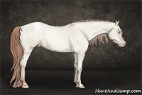 Horse Color:Buckskin Pearl Dun Appaloosa 