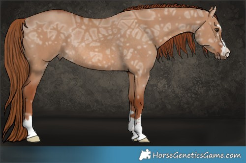 Horse Color:Red Dun Ice Rabicano 