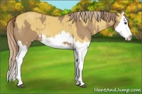 Horse Color:Red Dun Splash and Palomino Dun Splash