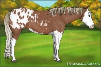 Horse Color:Red Roan Splash Appaloosa