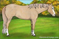 Horse Color:Palomino Roan Splash Rabicano