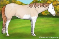 Horse Color:Buckskin Roan Pearl Splash