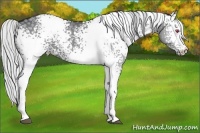 Horse Color:White Spotted Silver Grullo Chinchilla 