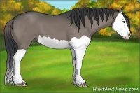 Horse Color:Grullo Splash