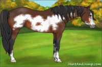 Horse Color:Bay Sabino Frame