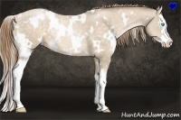 Horse Color:White Spotted Buckskin Pearl Splash 