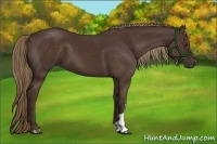 Horse Color:Liver Chestnut 