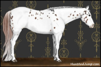 Horse Color:Bay Splash Tobiano Appaloosa  and Gray Bay Splash Tobiano Appaloosa 