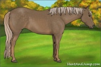 Horse Color:Chocolate Palomino