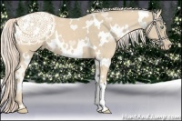 Horse Color:White Spotted Cremello 