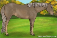 Horse Color:Chocolate Palomino 