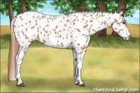 Horse Color:Chestnut Tobiano Appaloosa 