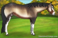 Horse Color:White Spotted Brown Onyx 