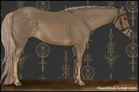 Horse Color:Chocolate Palomino 